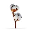 Aroma Diffuser Refill- Cotton Flower *Free delivery - Image 2