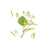 Fabric Softener - Linden Flower 2.5L *Free delivery - Image 2