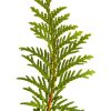 Essential oil - Cedarwood - Image 2